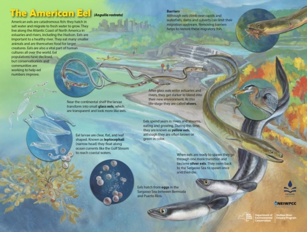 American Eel Lifecycle in Illustrations
